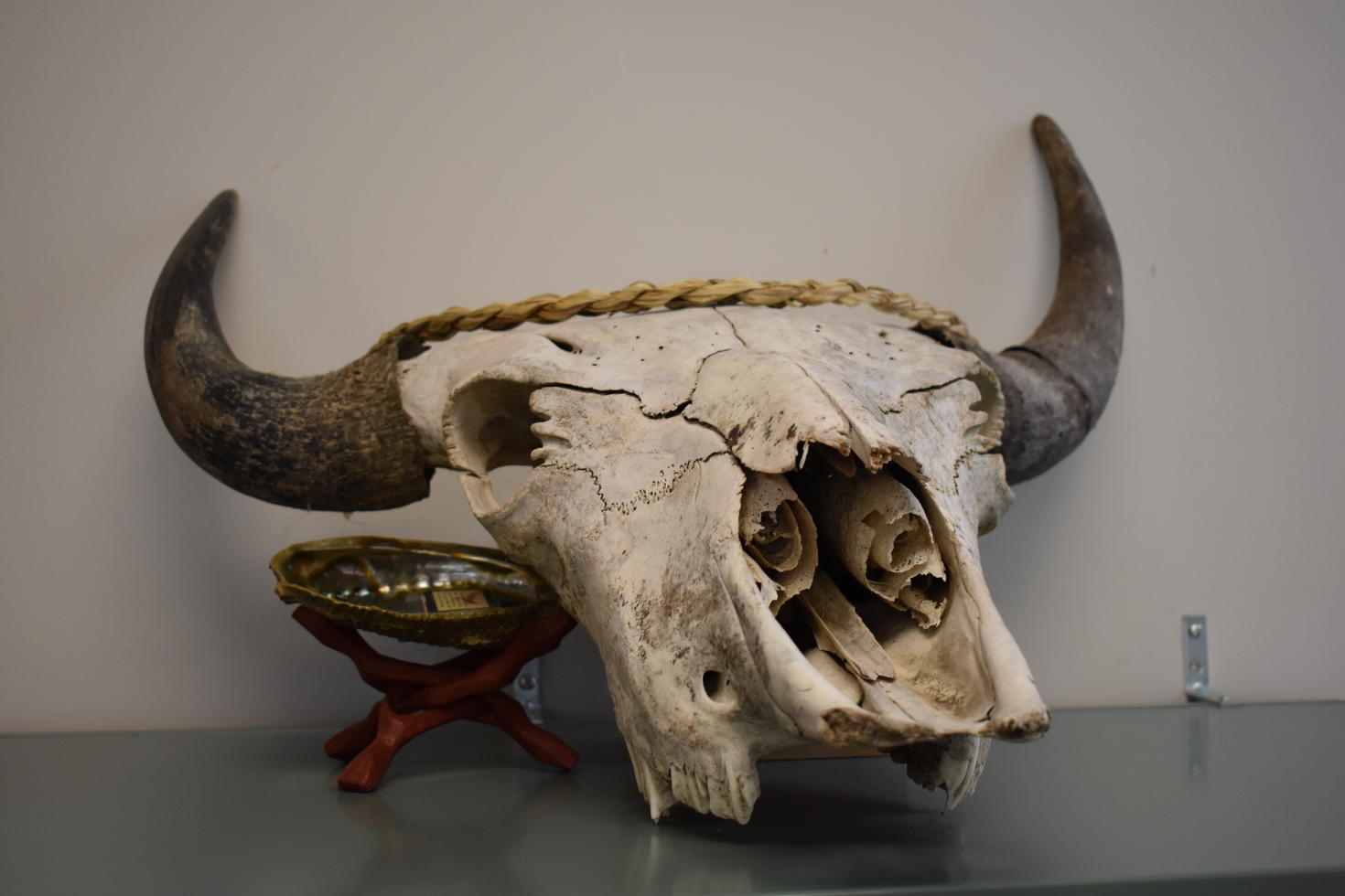 Crâne de bison