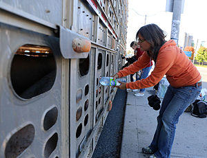 Anita giving water to an animal in a hauling truck
