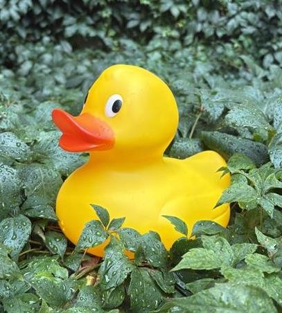 mascotte Nick, canard en caoutchouc
