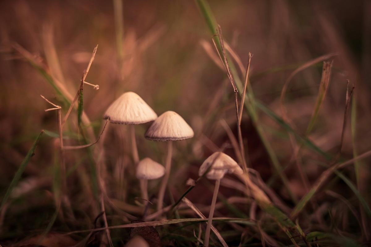 Champignons magiques en automne
