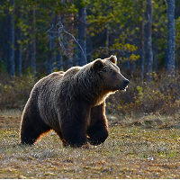 bear