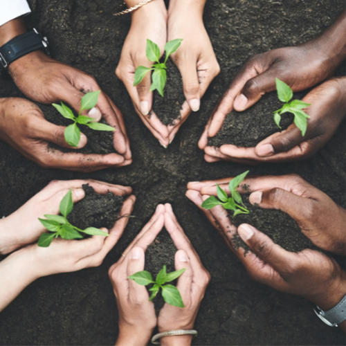mains qui plantent des plantes