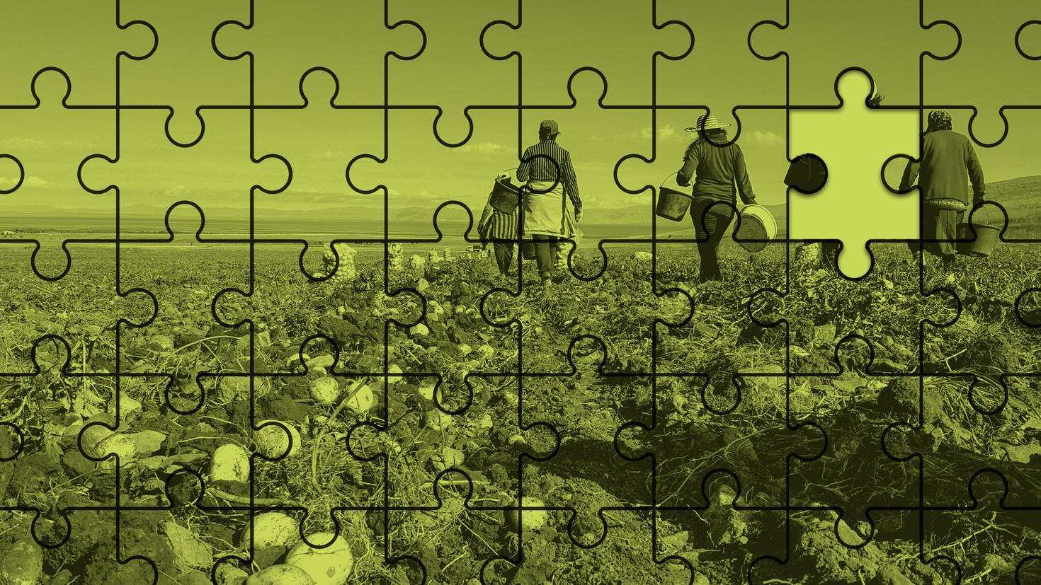 travailleurs agricoles migrants dans un champ