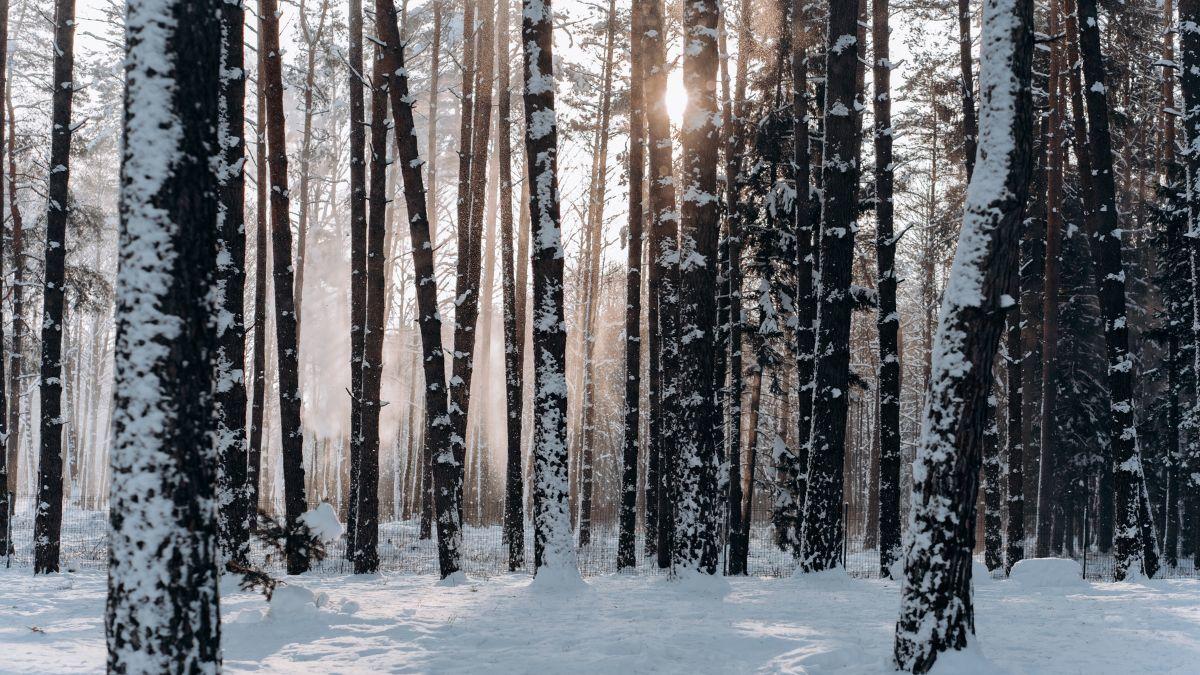 Arbres en hiver