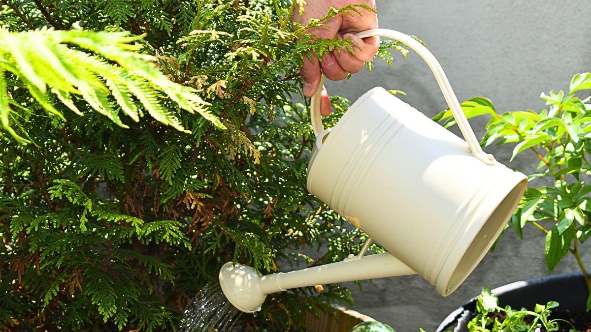Une main tient un arrosoir et verse de l'eau sur un buisson de cèdre planté dans un grand pot.