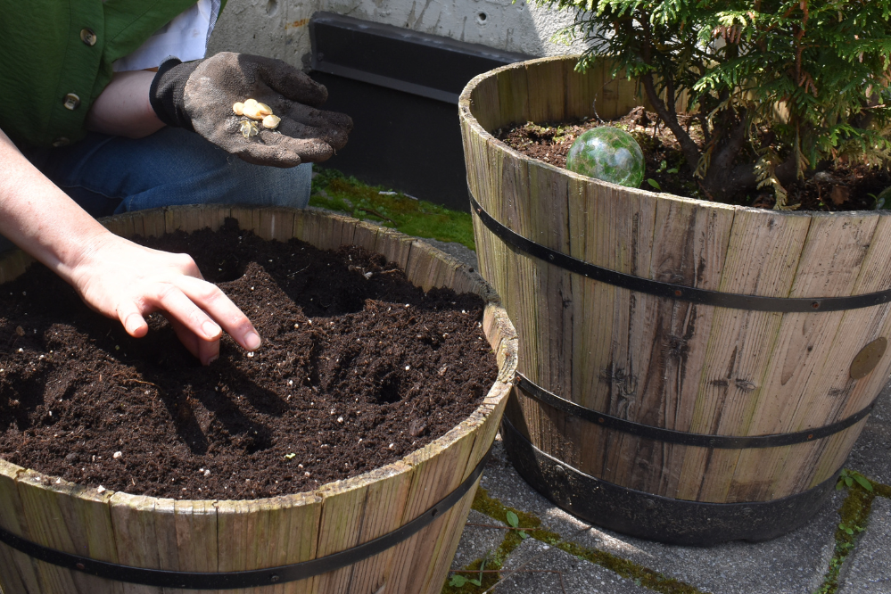 Des mains plantent des graines dans de grands tonneaux remplis de terre.