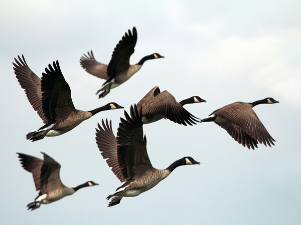 geese