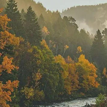 Foret et rivière
