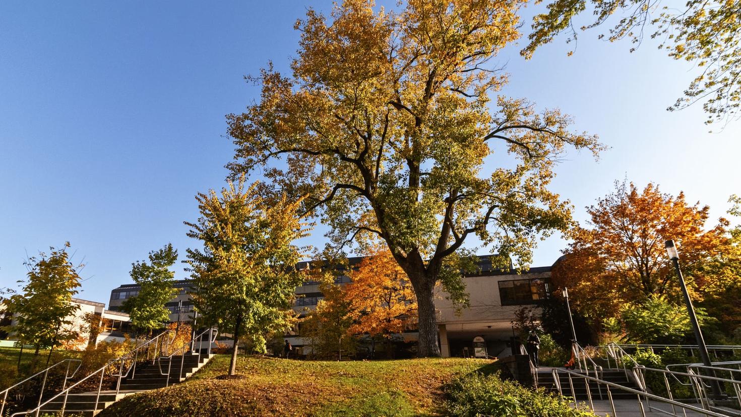 Fauteux à l'automne