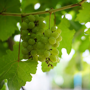 Raisins vert