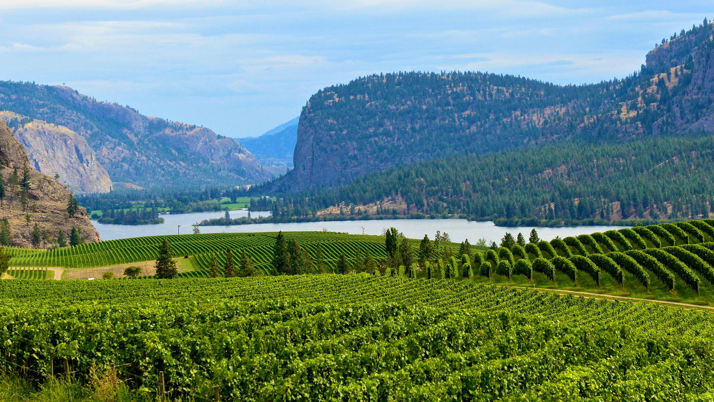 vignoble avec lac 