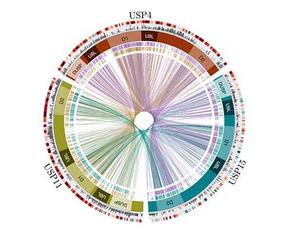 Comparison of USP4, USP15 and USP11 features.