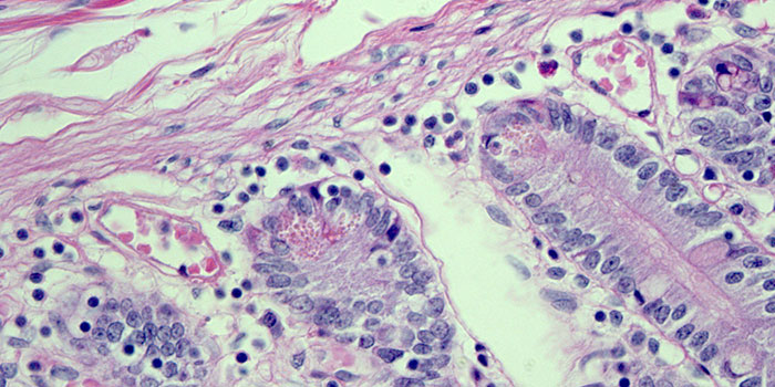 Photo d’une cellule du système reproductif au microscope