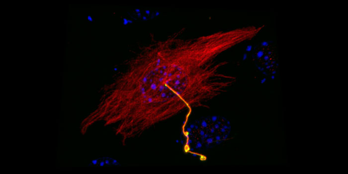 Photo d’une cellule au microscope – Recherche sur la croissance et le développement