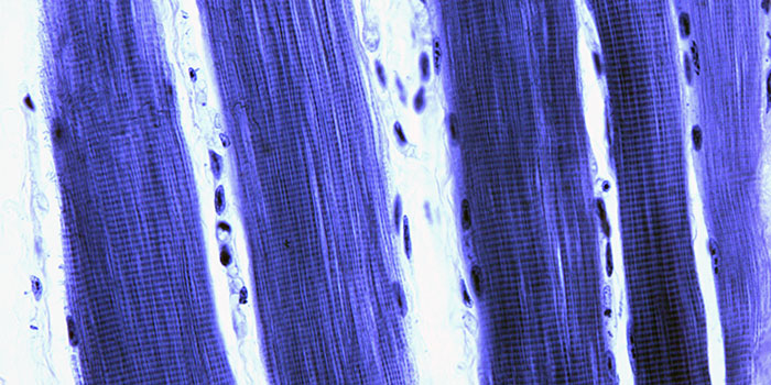 Photo d’une cellule au microscope – Recherche neuromusculaire
