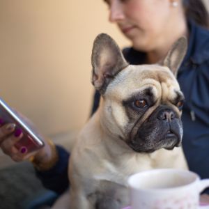 Femme et bouledogue français avec un mug