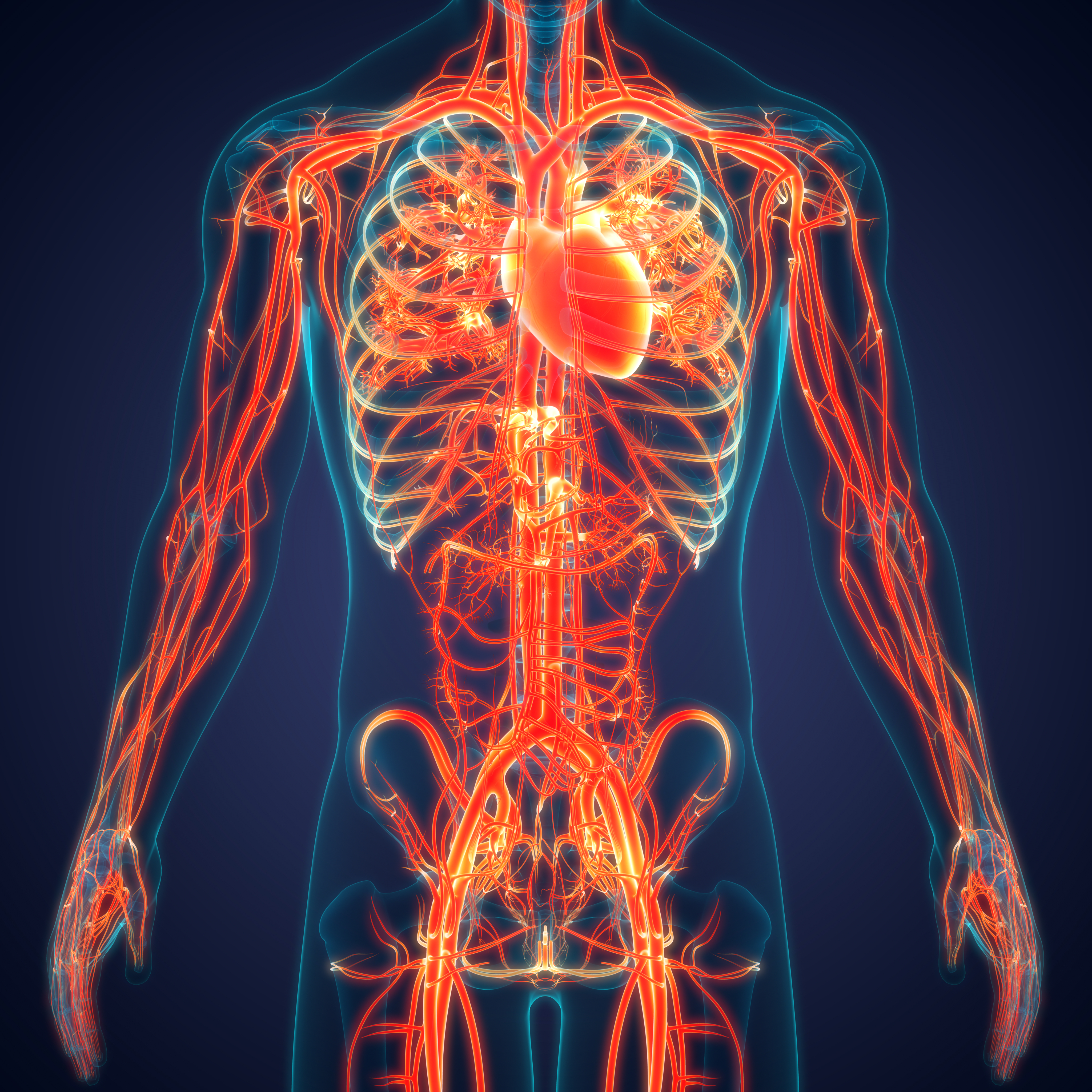 Illustration du système cardiovasculaire