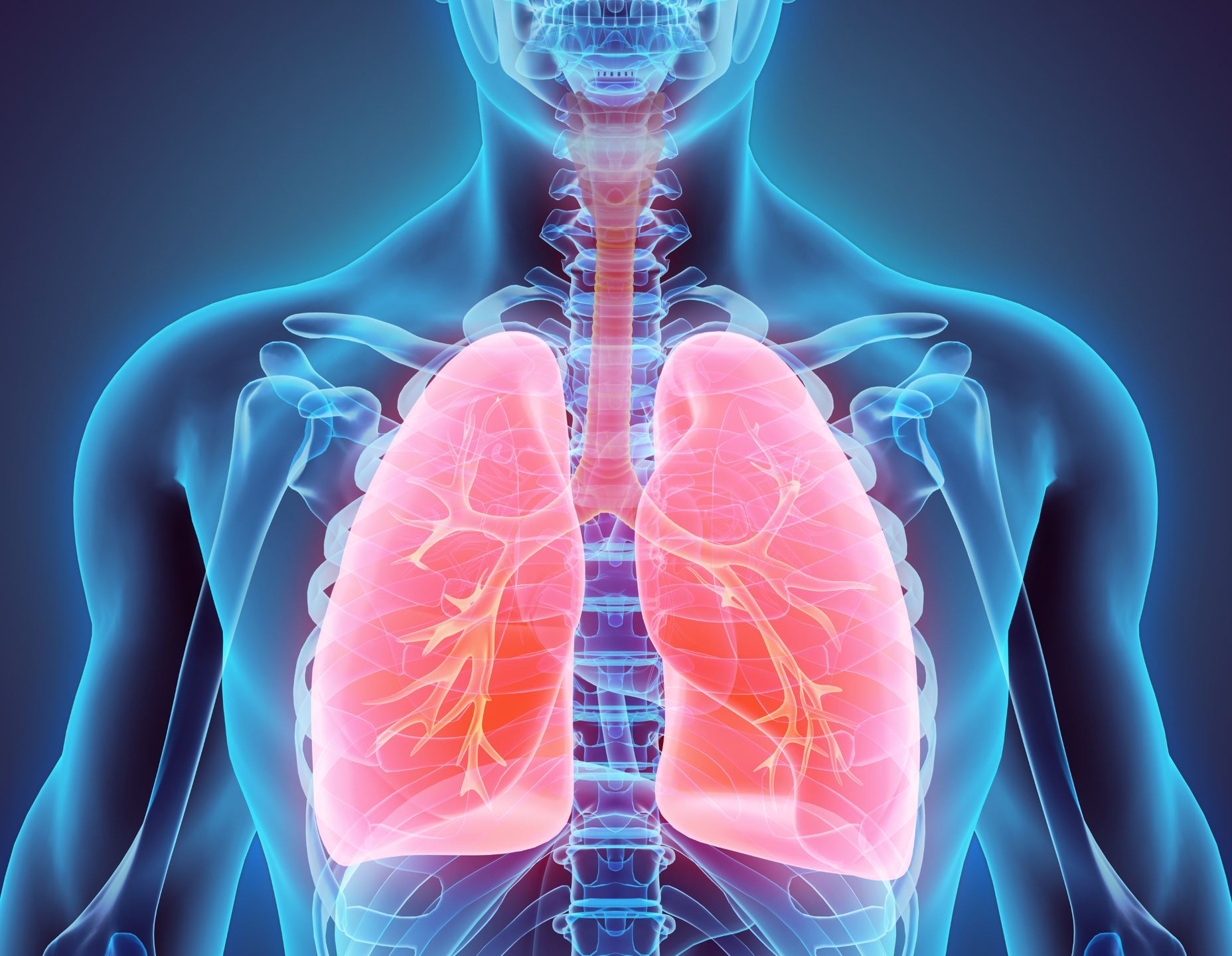 Illustration 3D des poumons