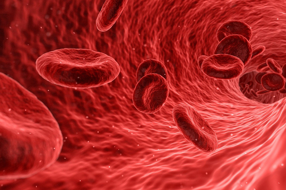 red blood cells