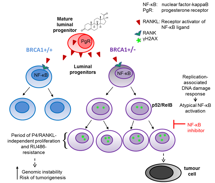 Série d'événements menant au cancer du sein chez les porteuses de la mutation BRCA1