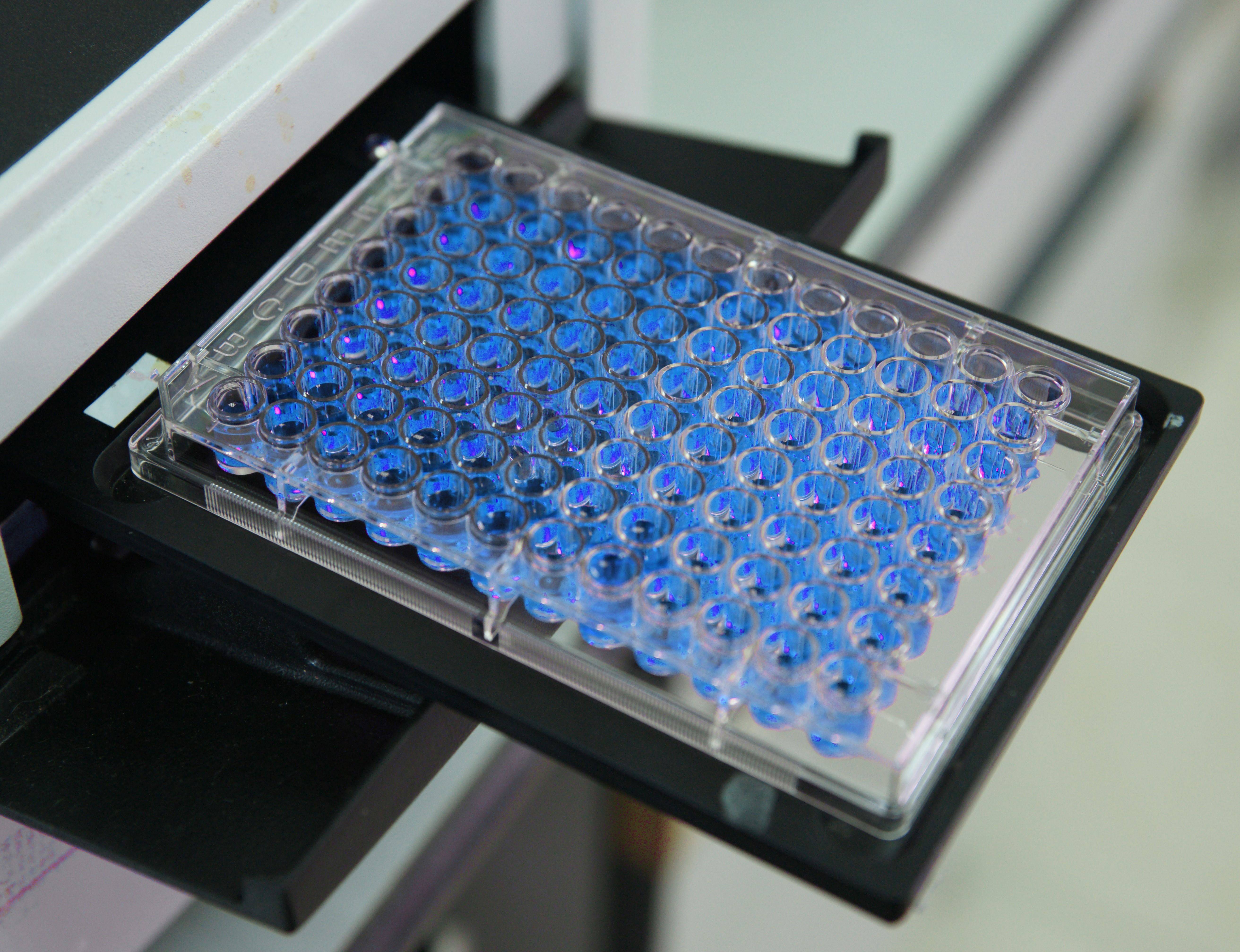 96-well plate in instrument with blue dye