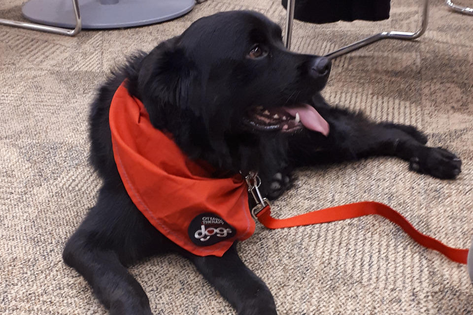 Pablo le chien de thérapie