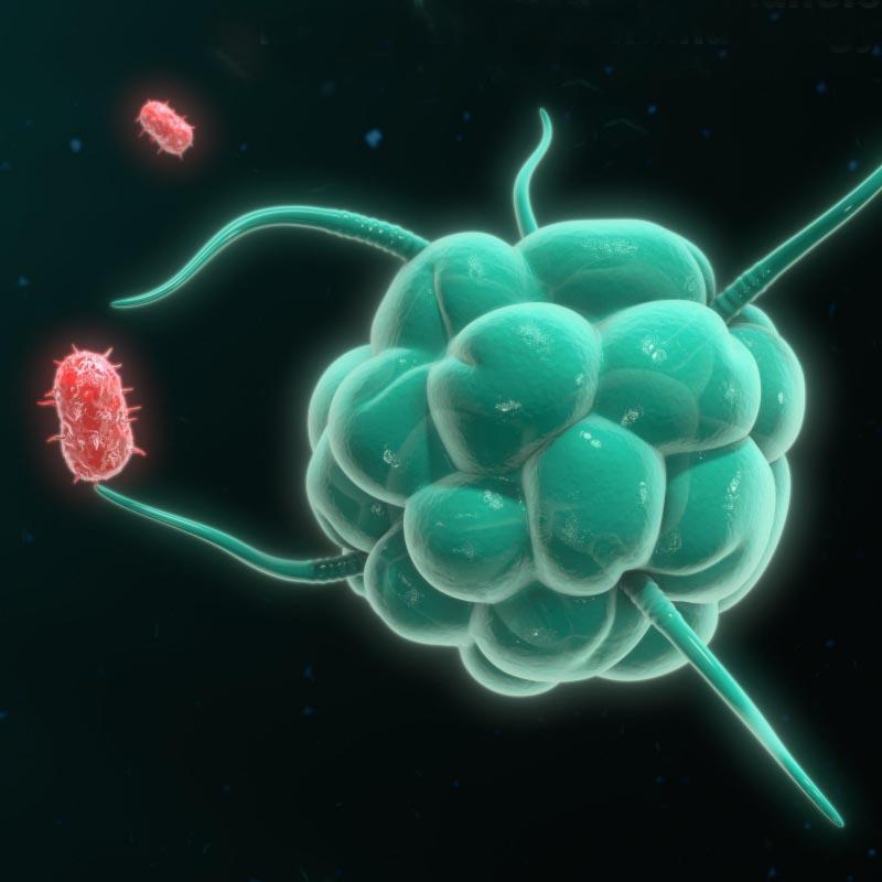 Illustration 3D de cellules regroupées et reliées par des structures ramifiées, représentant la recherche cellulaire ou biomédicale.