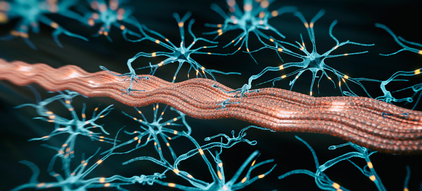 Jonction neuromusculaire - Image rendue en 3D montrant la jonction neuromusculaire, où l'extrémité du nerf se divise en plusieurs plaques terminales neurales sur différentes cellules musculaires.