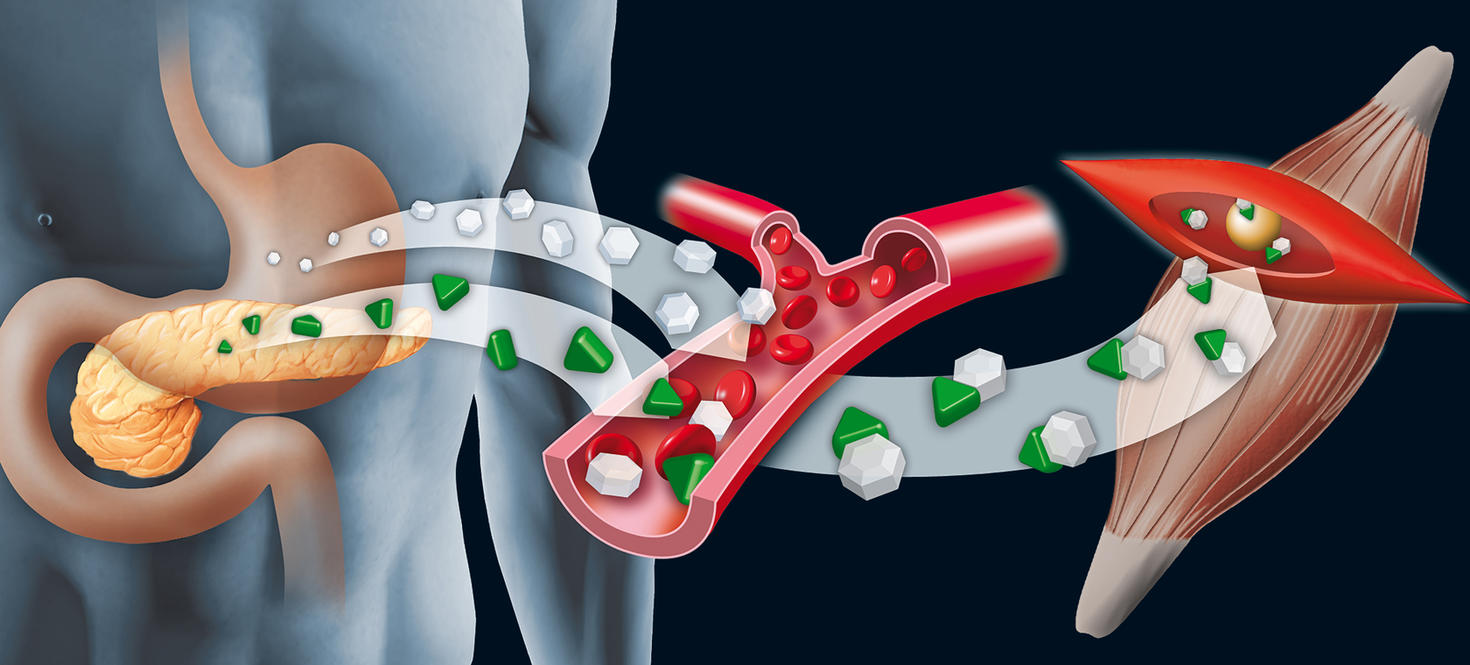L'insuline est libérée dans le sang pour fixer le glucose.