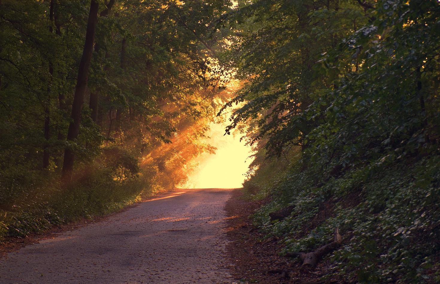 Un chemin forestier d'automne.