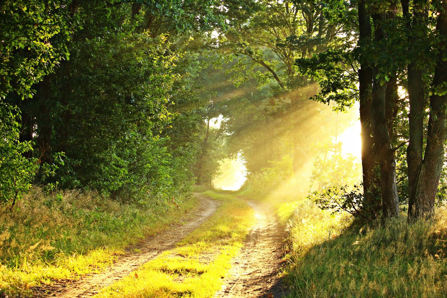 Un chemin forestier de printemps.