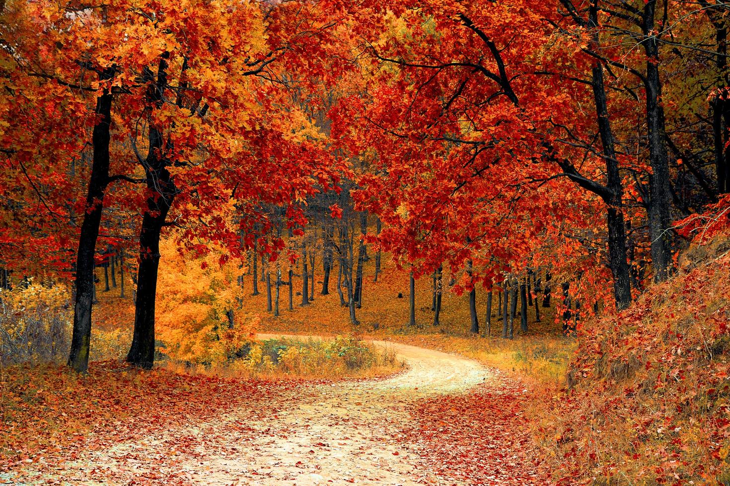 Un chemin forestier d'automne.