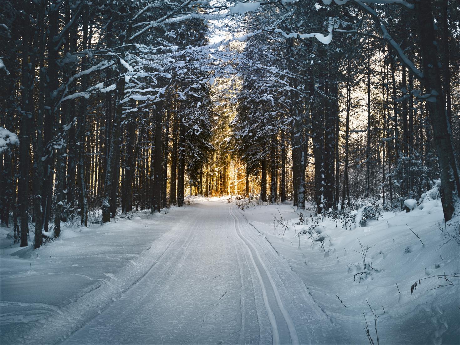 Un chemin forestier d'hiver.