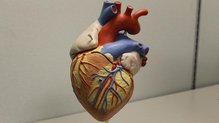 Valvulopathie – Institut de cardiologie de l'Université d'Ottawa