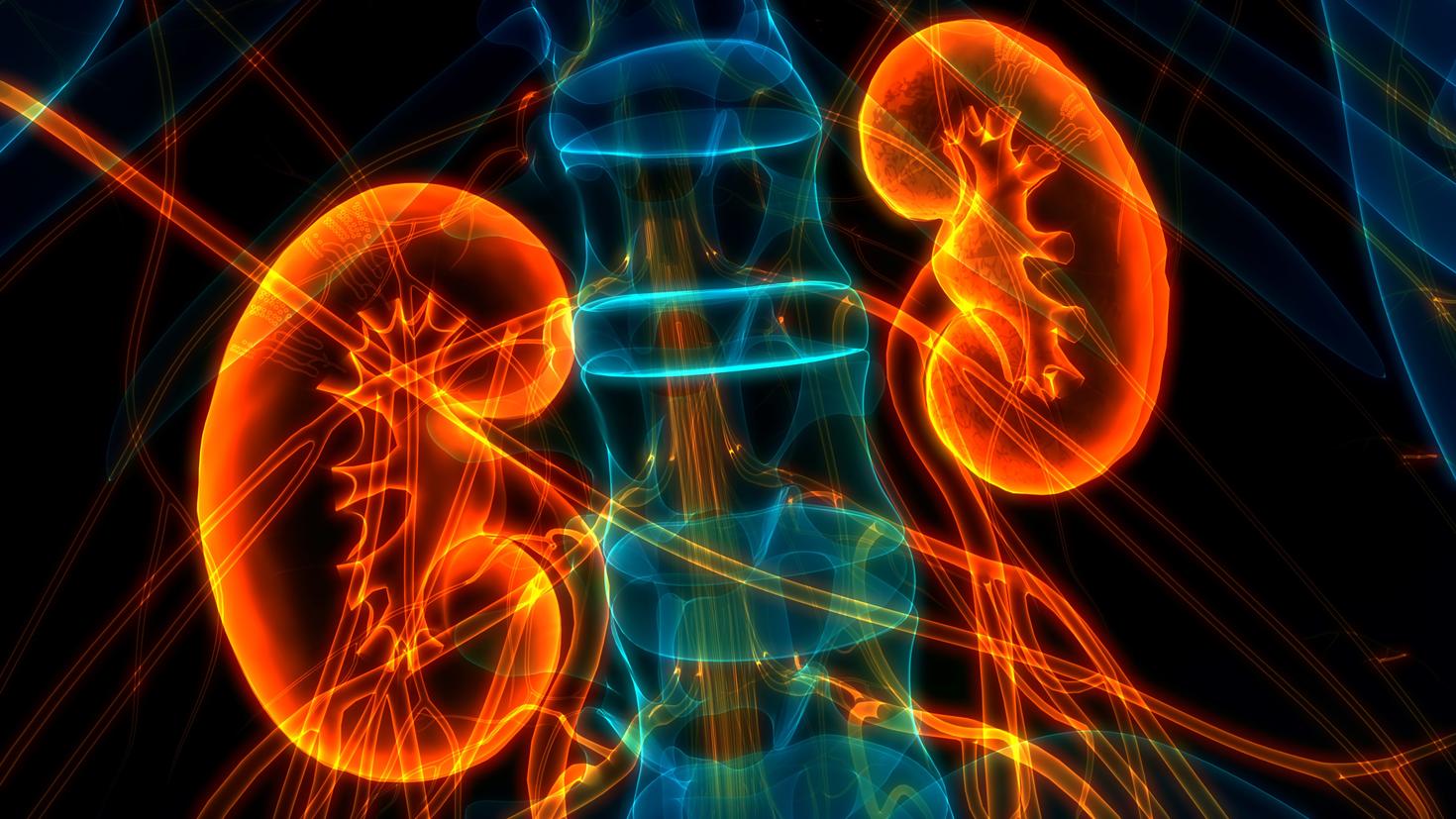 Anatomie des reins humains