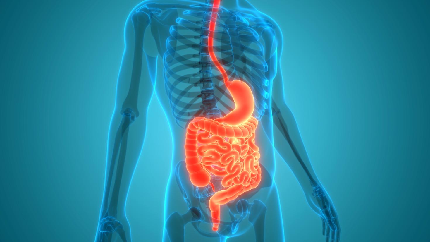 Anatomie du système digestif humain