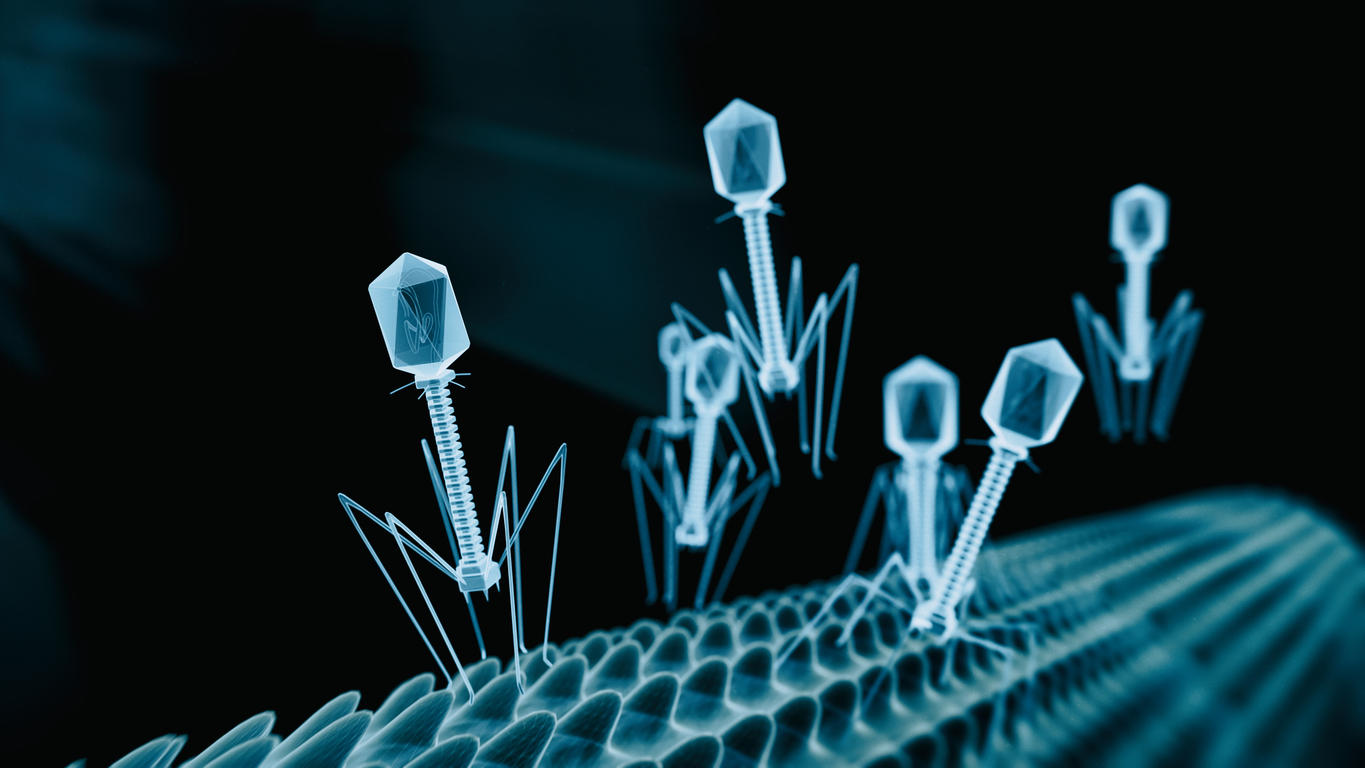 /Phages landing