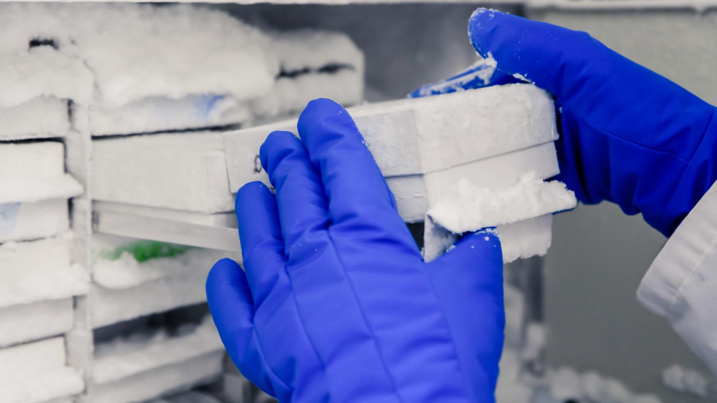 Scientifique manipulant des boites d'échantillons dans un congélateur de laboratoire de biosciences. Concept de science, de laboratoire et d'étude des maladies.