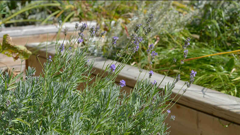 Romarin en fleurs et autres plantes poussant dans le jardin indigène.