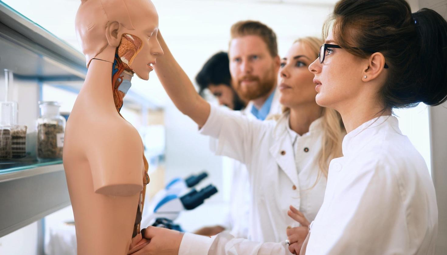 Des étudiants regardent un modèle d'anatomie plastique