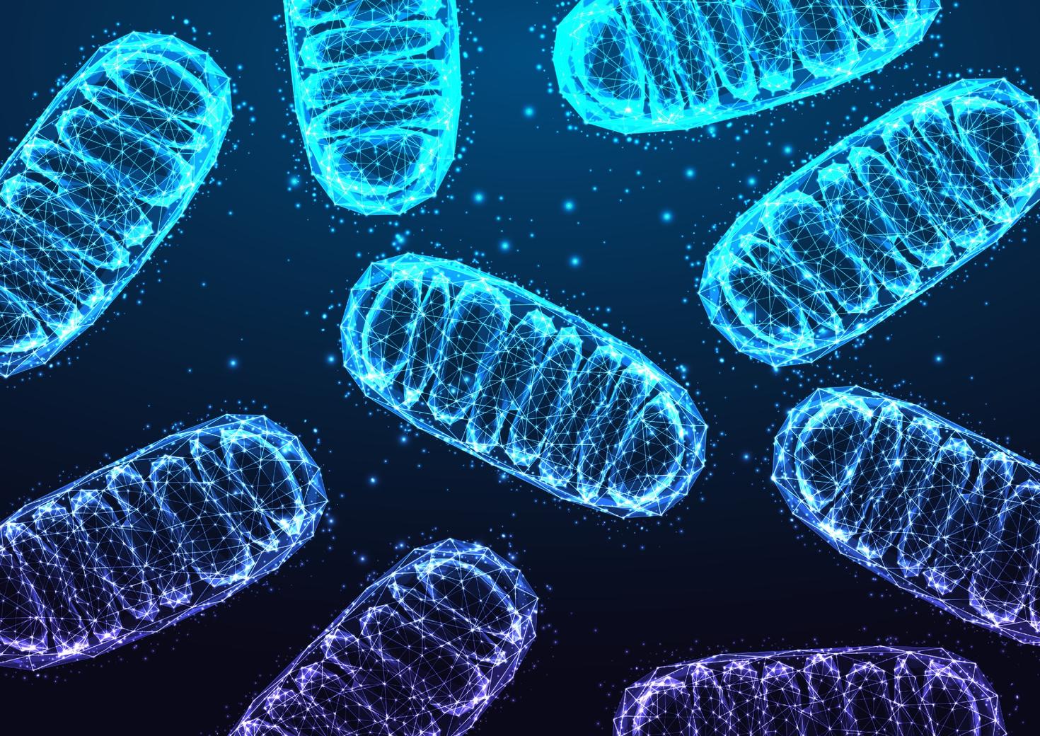 mitochondria