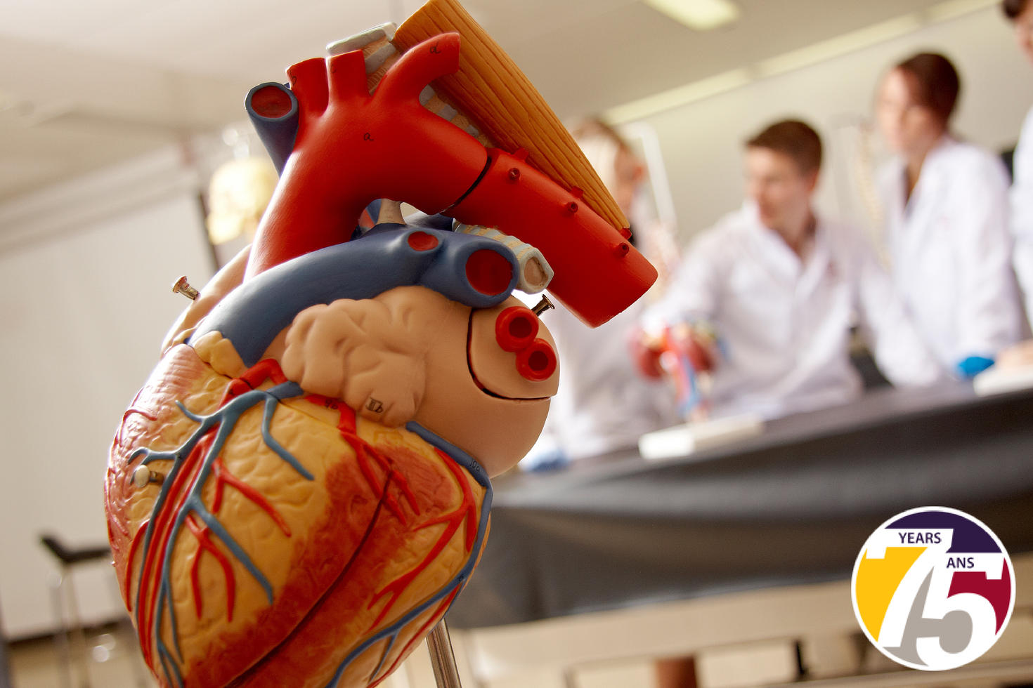 model heart in foreground with students in background