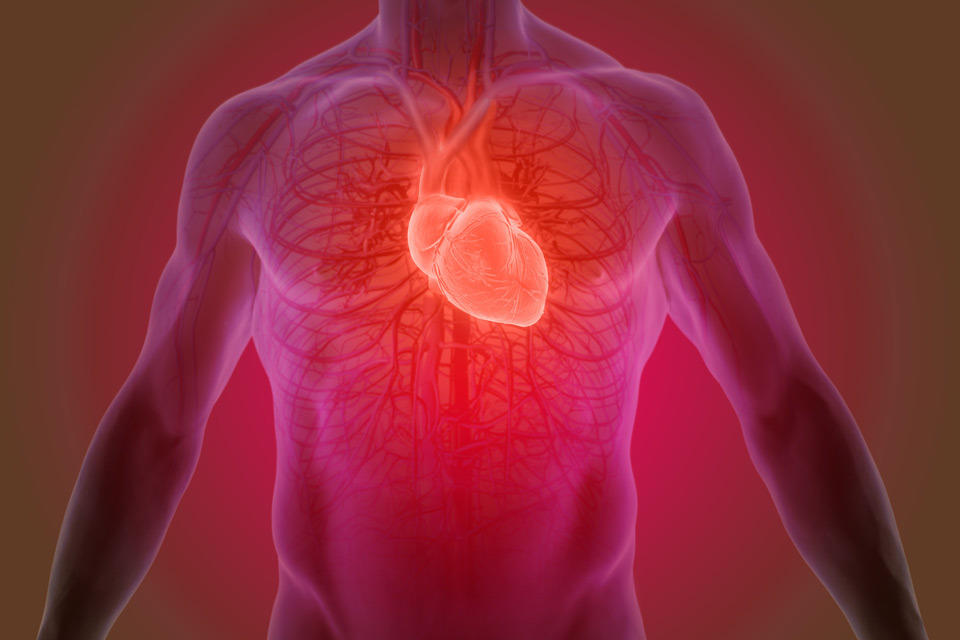 Un diagramme du coeur dans le corps humain.