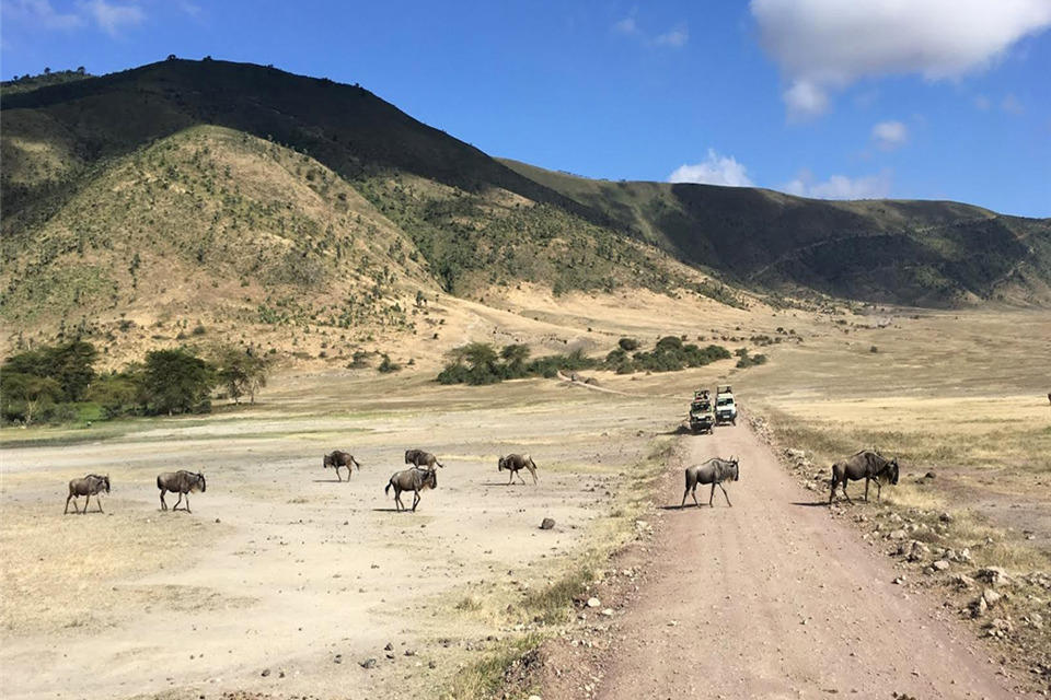 des animaux marchent sur une route dans un paysage désolé