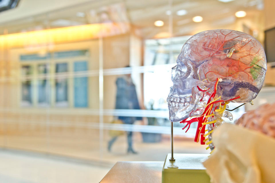 Image de l’analyse d’un cerveau