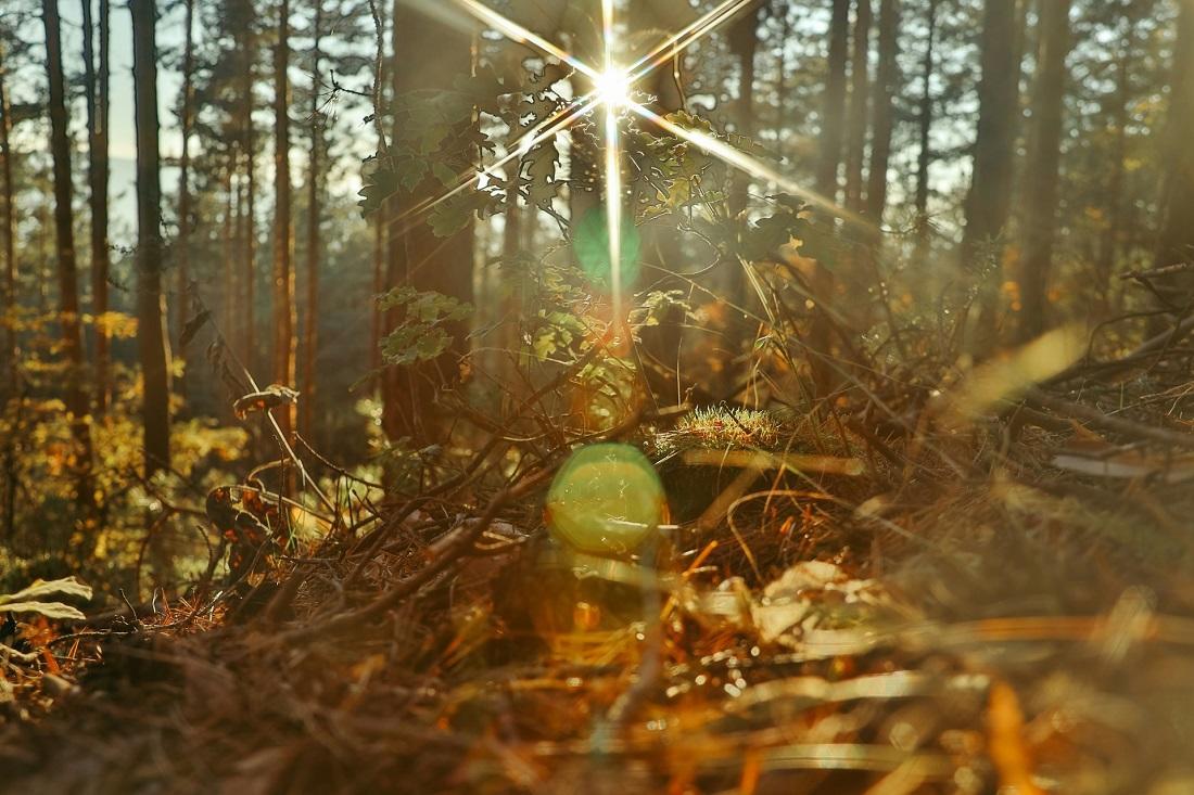 Le soleil brille à travers les grands arbres d'une forêt