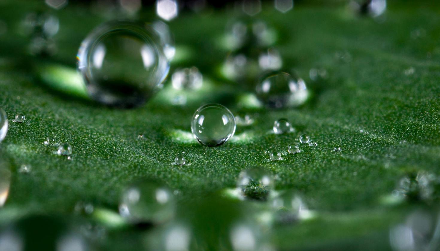 Vue macroscopique de gouttelettes d'eau claire dispersées à la surface d'une feuille verte