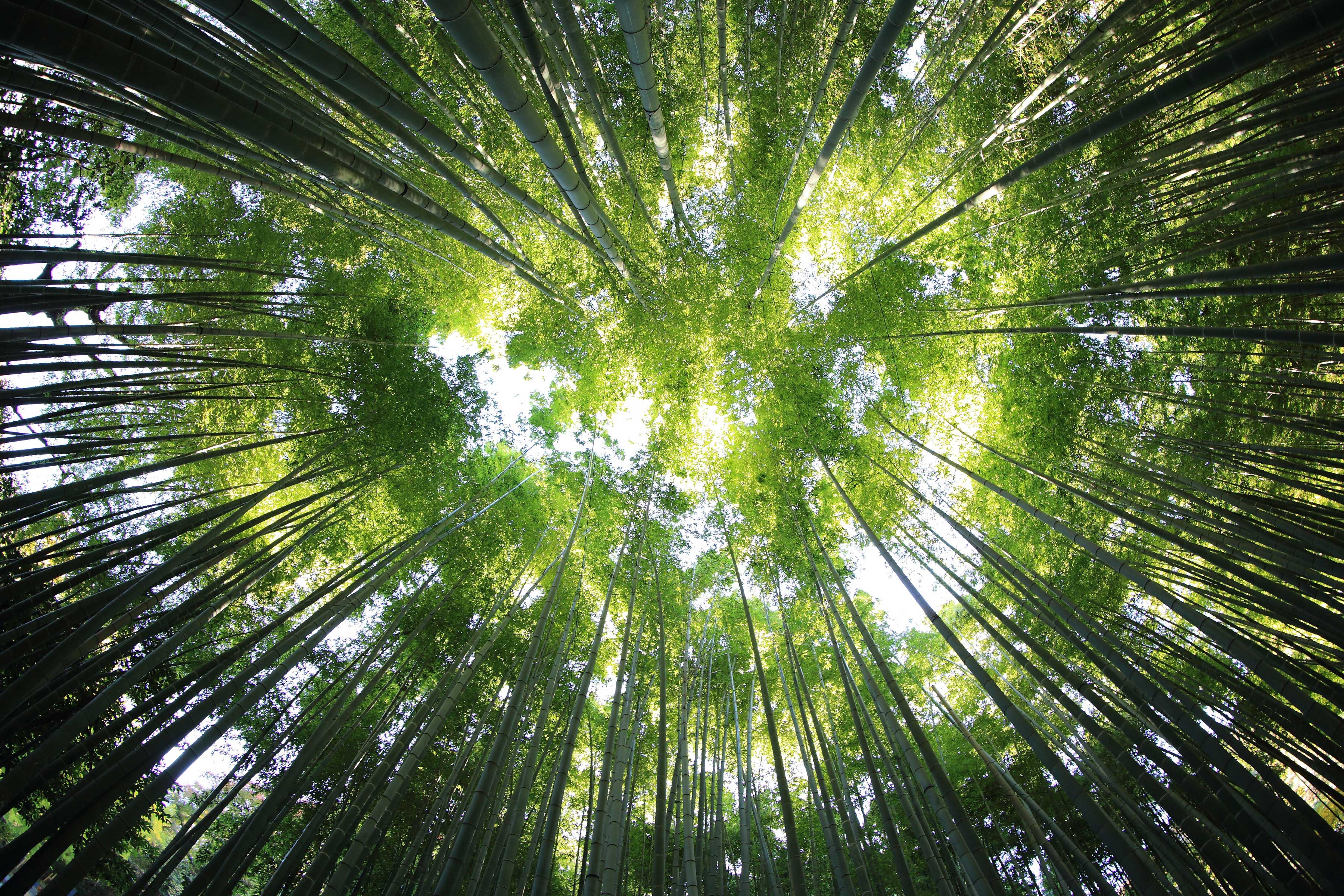 De grands arbres vus d'en bas.