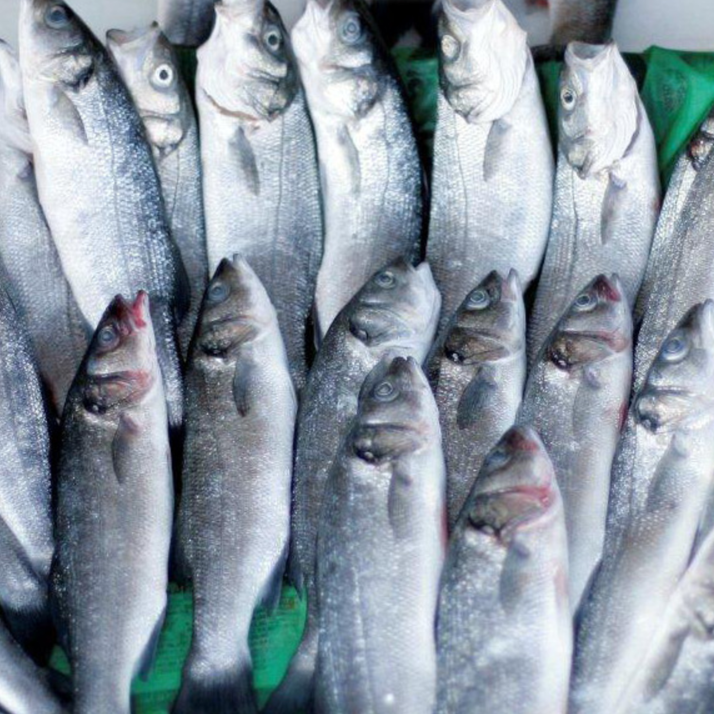 Aquaculture fish