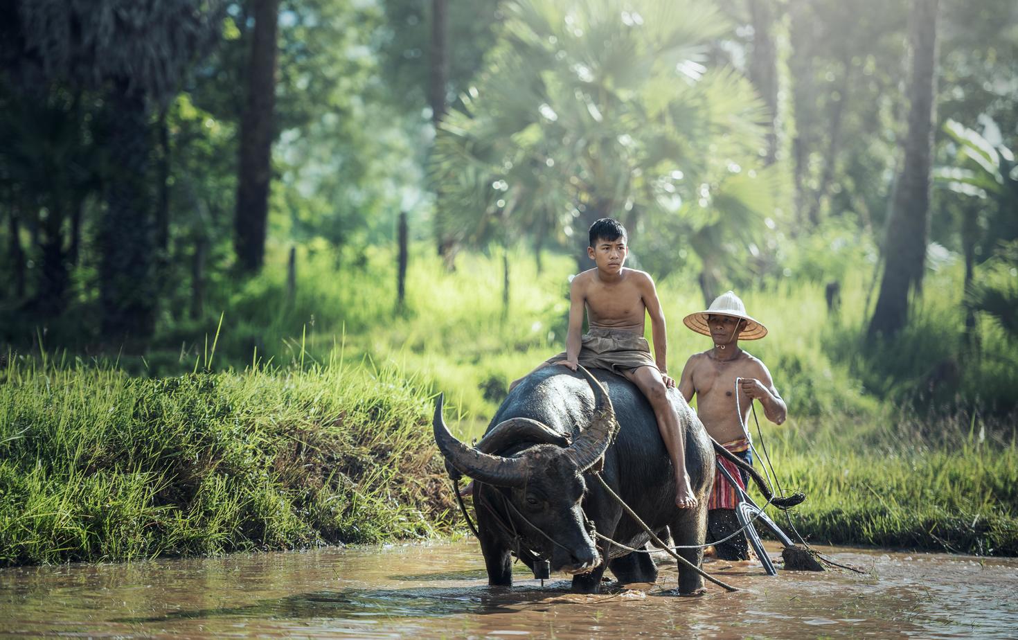 L'agriculture avec un buffle d'eau